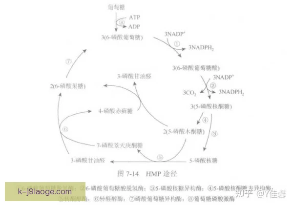 公路跑糖酵解供能，节奏分配影响耐力表现